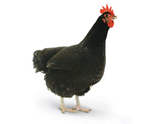 Chickens Lrg