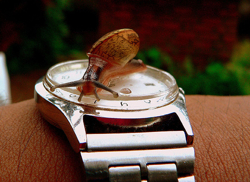 Immediacy