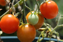My-Tomatoes