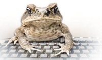 Toad