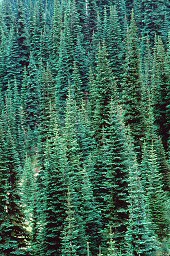 Forest, photograph copyrighted Brent VanFossen not for use without permission