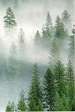 Forest in fog, Photograph Copyright by Brent VanFossen - Not for use without permission
