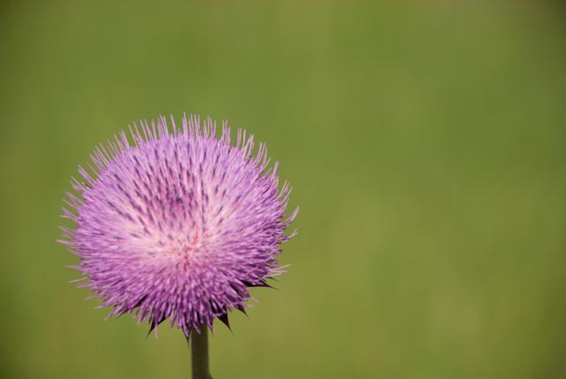Grow gracefully