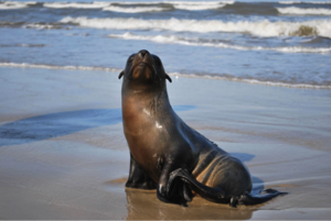 Sea Lion Sea Lion