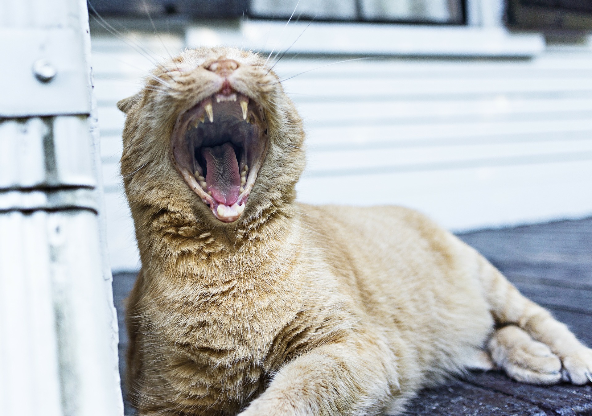 yawning-349753_1920