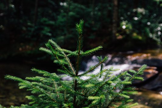 Top tips for creating evergreen content on your blog | at problogger.net