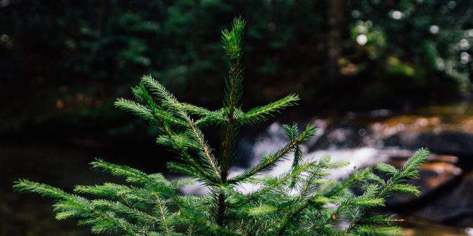 Top tips for creating evergreen content on your blog | at problogger.net
