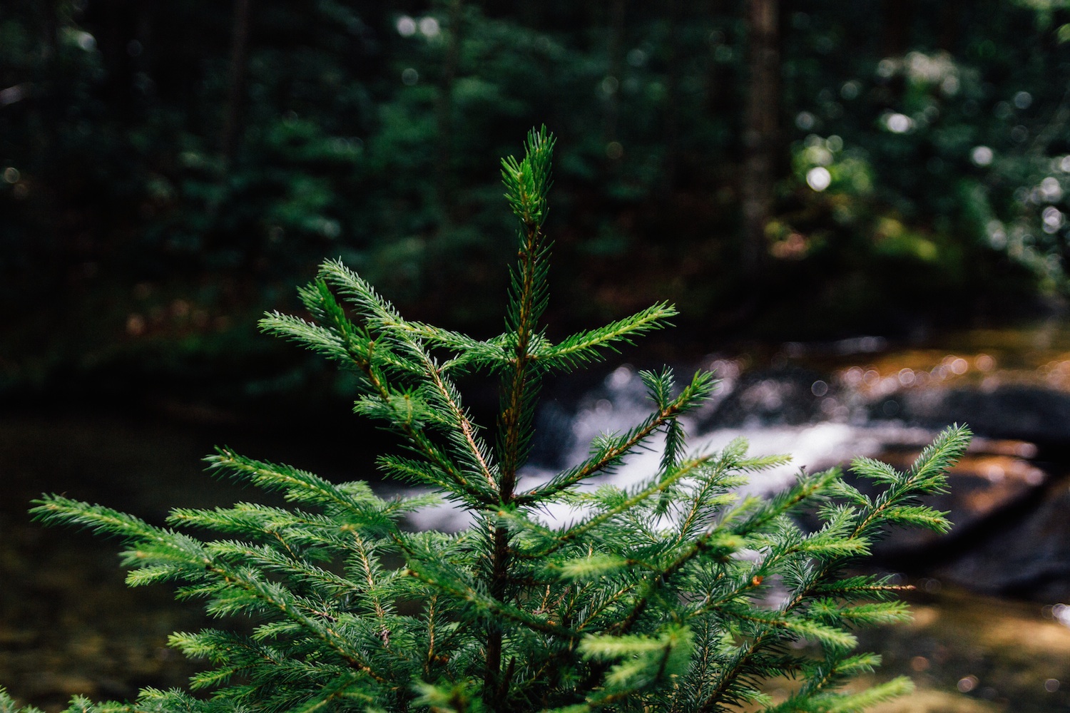 Top tips for creating evergreen content on your blog | at problogger.net