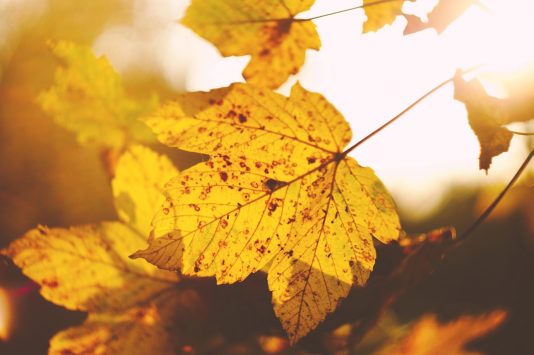 How to Grow Fans and Save Your Sanity by Changing the Season | ProBlogger