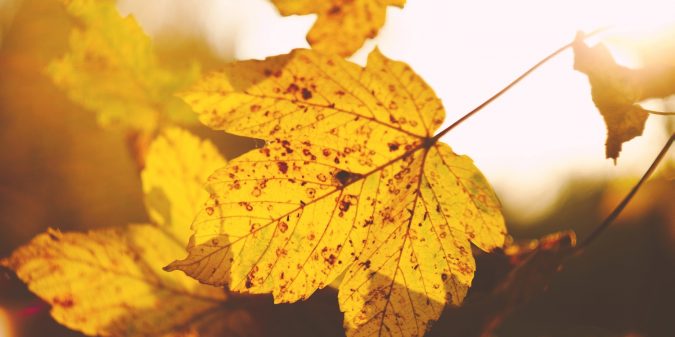 How to Grow Fans and Save Your Sanity by Changing the Season | ProBlogger